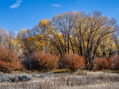 IDf24-7-Foliage-on-Ski-Hill-Road