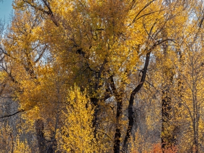 IDf24-8-Foliage-on-Ski-Hill-Road-