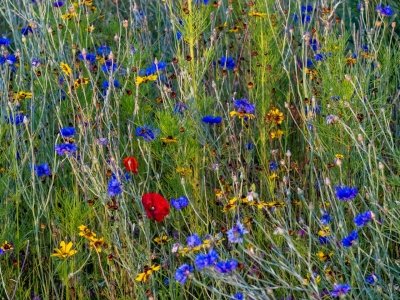 IDf25-4-Secret-Garden