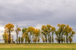 IDf25-6-Trees-on-4000N-Teton-Valley