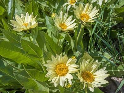 IDsu25-9-Cutleaf-Balsamroot-Island-Park-Idaho