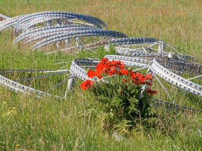 IDsu26-1-Poppies-Cottonwood-Way-B0002141-wk-copy