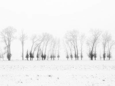 IDw24-13-Trees-in-Fog-4000-north