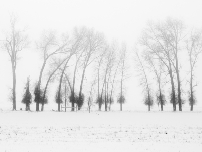 IDw24-14-Trees-in-Fog-4000-north