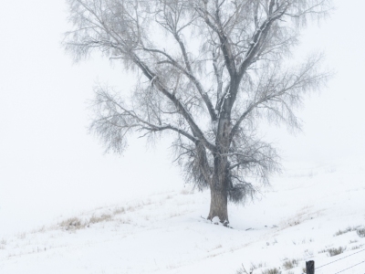 IDw24-17-Tree-in-Fog-4000-north