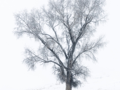 IDw24-18-Tree-in-Fog-4000-north