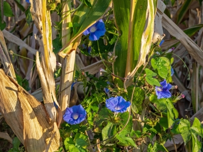 ILLf11-Pink-Hat-Farmer-Morning-Glories-on-Corn-Stalks-DSC_2700-wk-copy