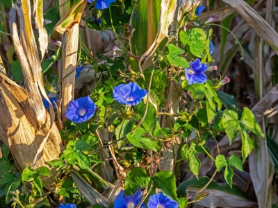 ILLf13-Pink-Hat-Farmer-Morning-Glories-on-Corn-Stalks