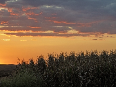 ILLf6-Pink-Hat-Farmer sunset