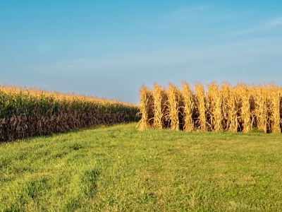 ILLf9-Pink-Hat-Farmer