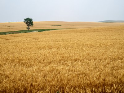 NDsu26-10-Tree-in-Field-New-England-ND_DSC0795-wk-copy
