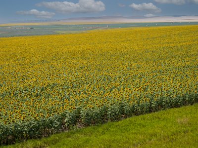 NDsu26-13-Sunflower-Field-in-Hettinger-ND_DSC0799-wk-copy