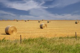 SDsu26-3-Hay-Rolls-in-Meadow-SD_DSC0812-crop-wk-copy SDsu26-3-Hay-Rolls-in-Meadow-SD_DSC0812-crop-wk-copy