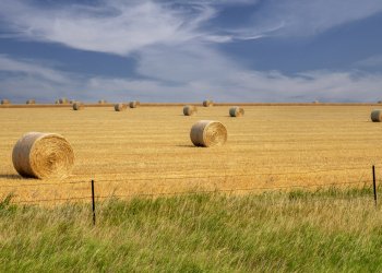 SDsu26-3-Hay-Rolls-in-Meadow-SD_DSC0812-crop-wk-copy