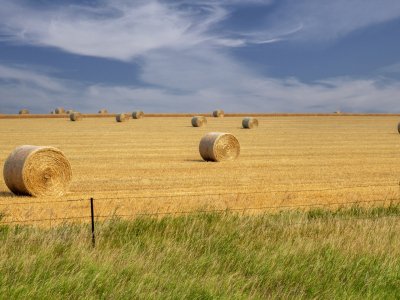 SDsu26-3-Hay-Rolls-in-Meadow-SD_DSC0812-crop-wk-copy