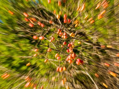 SLf501-Expanding-Apple-Tree_DSC5126-wk