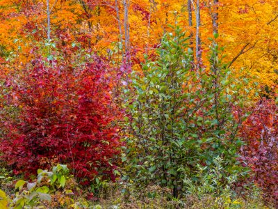 SLf592-Jim-Pond-Foliage_DSC5035-crop-sq
