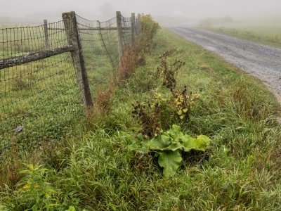 VTf25-3-Early-Morning-Fog-Fences-East Montpelier-VT