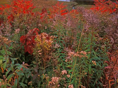 WNf36-Little-River-Estuary-crop-1-working