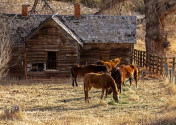 WYf24-10-Horses-and-Old-House-Red-Canyon-near-Lander-WY