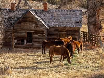 WYf24-10-Horses-and-Old-House-Red-Canyon-near-Lander-WY