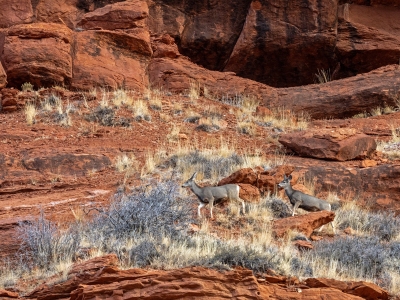 WYf24-12-Red-Rock-and-Sage-with-Two-Deer-Red-Canyon-near-Lander-WY