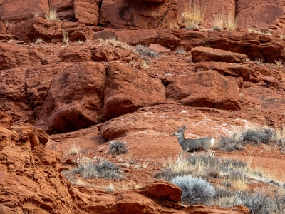 WYf24-13-Red-Rock-and-Sage-with-Deer-Red-Canyon-near-Lander-WY