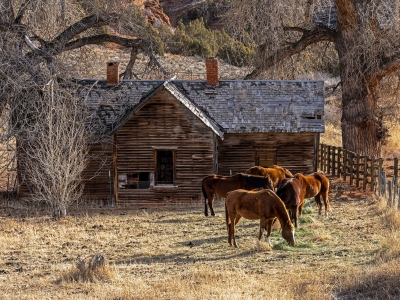 WYf24-9-Horses-and-Old-House-Red-Canyon-near-Lander-WY