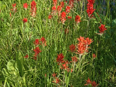WYsu26-11-Scarlet-Paintbrush-Teton-Canyon-B0002118-wk-copy