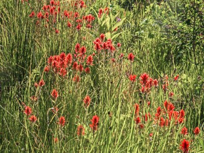 WYsu26-12-Scarlet-Paintbrush-Teton-Canyon-B0002110-2-wk-copy