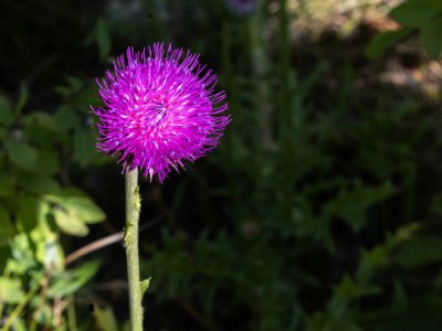 WYsu26-16-Thistle-Flower-DSC_3179-wk-copy