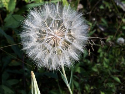 WYsu26-17-Salsify-Seed-Head-DSC_3185-wk-copy-2