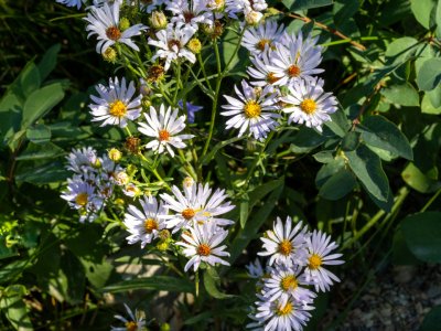 WYsu26-18-Aspen-Fleabane-DSC_3186-wk-copy