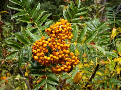 WYsu26-25-Teton-Canyon-Mountain-Ash-DSC_3196-wk-copy