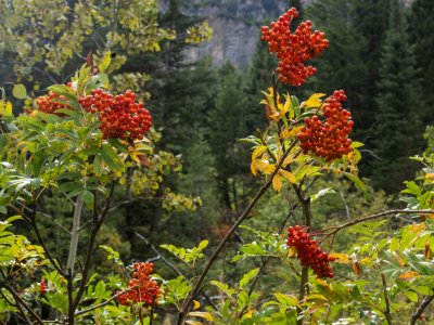 WYsu26-26-Teton-Canyon-Mountain-Ash-DSC_3203-wk-copy