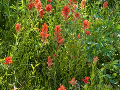 WYsu26-3-Scarlet-Paintbrush-Teton-Canyon-B0002120-wk-copy