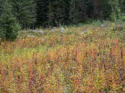 WYsu26-30-Teton-Canyon-Wild-Flower-Feild-DSC_3209-wk-copy