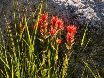 WYsu26-7-Scarlet-Paintbrush-Teton-Canyon-B0002096-wk-copy
