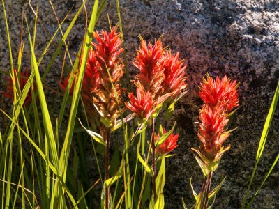 WYsu26-7-crop-Scarlet-Paintbrush-Teton-Canyon-B0002096-wk-copy