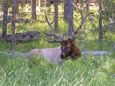 YSNPsu24-2-Resting-Elk