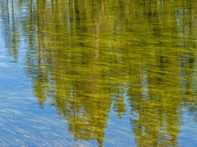 YSNPsu24-7-Reflections-in-Lewis-River