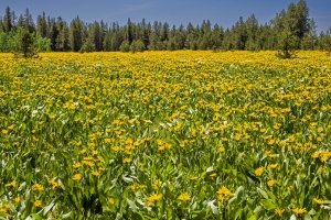 IDsu25-1-Arrowleaf-BalsamRoot-Island-Park-Idaho