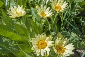 IDsu25-9-Cutleaf-Balsamroot-Island-Park-Idaho