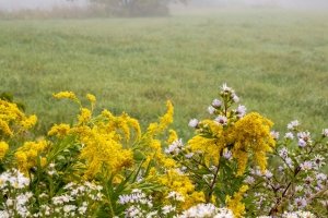 VTf25-1-Early-Morning-Fog-East Montpelier-VT