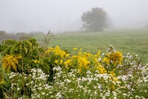 VTf25-2-Early-Morning-Fog-East Montpelier-VT