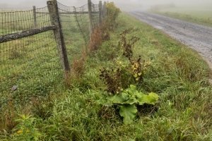 VTf25-3-Early-Morning-Fog-Fences-East Montpelier-VT