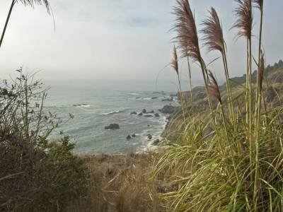 CAf071- Andean Pampas Grass