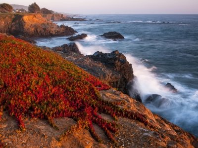 CAsp13-101-Ice-Plant-A4492831-wk-copy