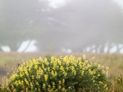 CAsp13-136-foggy-day-at-_Sea-Ranch-A4493009-wk-copy