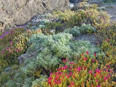 CAsp13 - Flowers on Black Point,